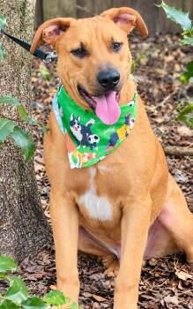 Clyde -  Black Mouth Cur Dog for Adoption in Nahunta, Georgia - Clyde | PetCurious