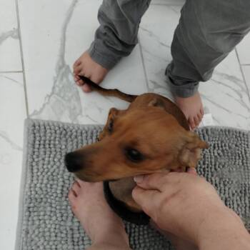 Maximus -  Dachshund Dog for Adoption in Tulsa, Oklahoma - Maximus | PetCurious