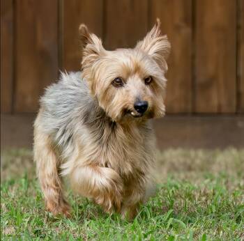 Duffy -  Yorkshire Terrier Dog for Adoption in Houston, Texas - Duffy | PetCurious
