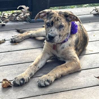 Henna -  Carolina Dog and Shepherd Dog for Adoption in Shakopee, Minnesota - Henna | PetCurious