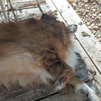 Dorothy Emerald -  Australian Shepherd and Mixed Breed Dog for Adoption in Austin, Texas - Dorothy Emerald | PetCurious