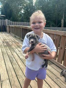 Rescue Pit Bull Terrier and American Staffordshire Terrier Dogs for Adoption in Belleville, Michigan - Chili | PetCurious