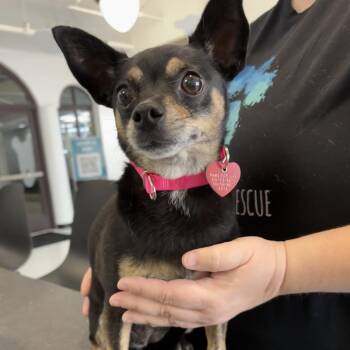 Bibi A2288516 -  Chihuahua Dog for Adoption in Los Angeles, California - Bibi A2288516 | PetCurious