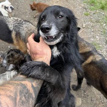 Loki -  Black Labrador Retriever and Australian Shepherd Dog for Adoption in Portland, Oregon - Loki | PetCurious