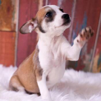 Calypso -  Chihuahua and Mixed Breed Dog for Adoption in Casa Grande, Arizona - Calypso | PetCurious