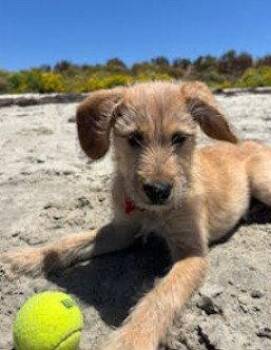 Labrador Retriever and Terrier Dogs Available for Adoption in San Diego, California - Katsu | PetCurious