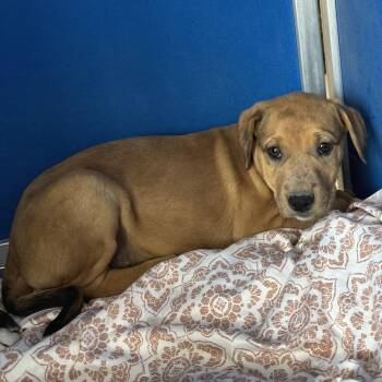 Mixed Breed Dogs Available for Adoption - 105280 | PetCurious