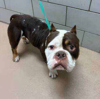 Mondo -  Mixed Breed Dog for Adoption in Nashville, Tennessee - Mondo | PetCurious