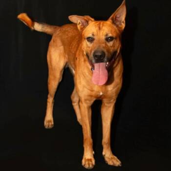 Santiago -  Mixed Breed Dog for Adoption in Edwardsville, Illinois - Santiago | PetCurious