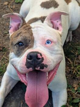 Magnolia -  Pit Bull Terrier Dog for Adoption in Chicago, Illinois - Magnolia | PetCurious