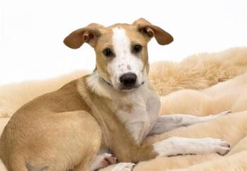 CARAMELO -  Beagle and Mixed Breed Dog Available for Adoption in Fort Lauderdale, Florida - CARAMELO | PetCurious
