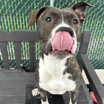 American Staffordshire Terrier Dogs Available for Adoption in Franklin, North Carolina - Ducky (Hubcap) | PetCurious