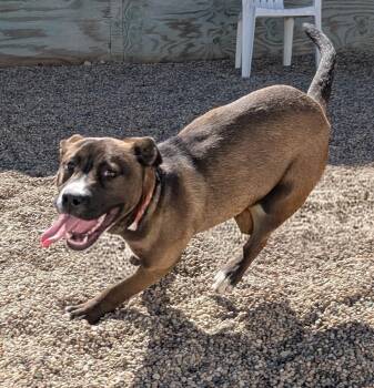 Pit Bull Terrier Dogs Available for Adoption in New Ulm, Minnesota - Jazz | PetCurious