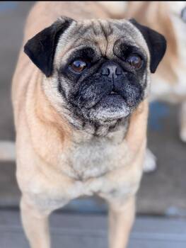 Gus -  Pug Dog for Adoption in Valparaiso, Indiana - Gus | PetCurious