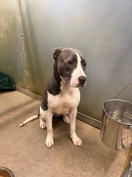 Parker -  Pit Bull Terrier Dog for Adoption in La Porte, Indiana - Parker | PetCurious