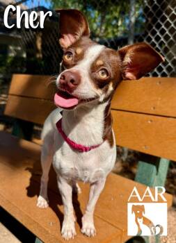 Cher -  Chihuahua and Rat Terrier Dog for Adoption in Magnolia, Texas - Cher | PetCurious
