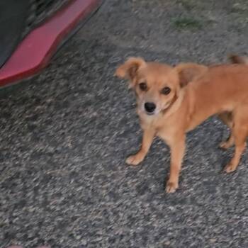 Small Dogs URGENT FOSTER NEEDED -  Chihuahua and Terrier Dog for Adoption in Kirkland, Washington - Small Dogs URGENT FOSTER NEEDED | PetCurious