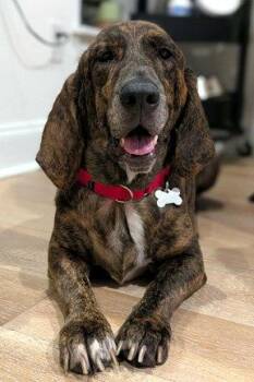Basset Hound and Plott Hound Dogs Available for Adoption in Hamilton, New Jersey - TIGER | PetCurious