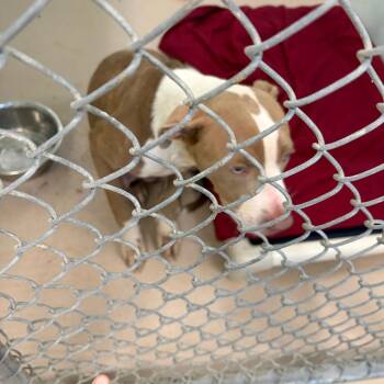 Loaded Baked Potato -  Pit Bull Terrier Dog for Adoption in Newark, New Jersey - Loaded Baked Potato | PetCurious