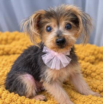 Norma Jean -  Yorkshire Terrier Dog for Adoption in Foley, Alabama - Norma Jean | PetCurious