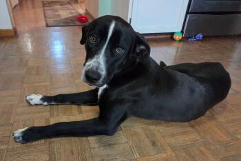 QUILLA -  Pointer Dog for Adoption in Broomfield, Colorado - QUILLA | PetCurious