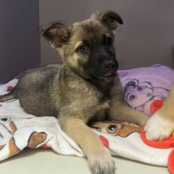Martinique 54110 -  German Shepherd Dog and Mixed Breed Dog for Adoption in Las Vegas, Nevada - Martinique 54110 | PetCurious