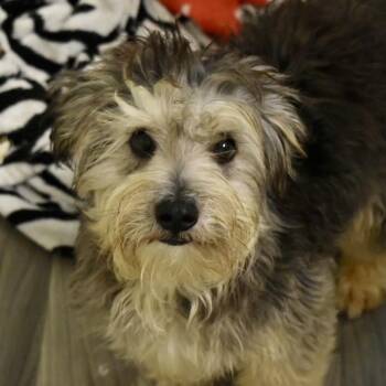 ALVIN -  Cockapoo Dog for Adoption in Graham, Washington - ALVIN | PetCurious