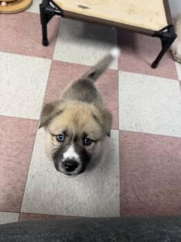 Husky and Shepherd Dogs Available for Adoption in Ontario, California - Valdez | PetCurious