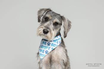 Kaiser -  Schnauzer Dog for Adoption in Coppell, Texas - Kaiser | PetCurious