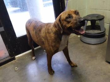 BROWNIE -  Pit Bull Terrier and Mixed Breed Dog for Adoption in Tulsa, Oklahoma - BROWNIE | PetCurious