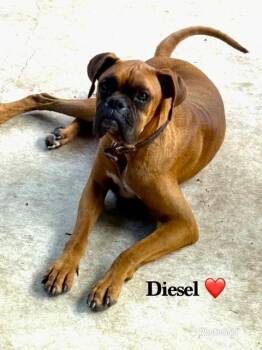 Diesel X -  Boxer Dog for Adoption in Hewitt, Texas - Diesel X | PetCurious