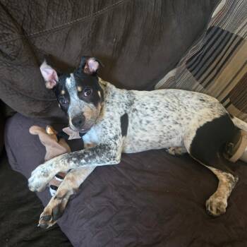 Rescue Irish Terrier and Mixed Breed Dogs for Adoption in Phoenix, Arizona - Timmy Aka Crosby | PetCurious