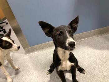 SUZANNE -  Pit Bull Terrier and Mixed Breed Dog for Adoption in Tustin, California - SUZANNE | PetCurious