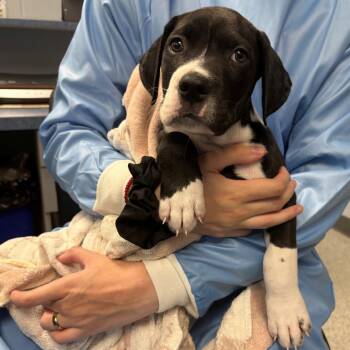 Mixed Breed Dogs Available for Adoption - Lug Nut | PetCurious