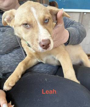 Australian Shepherd Dogs Available for Adoption - Leah | PetCurious