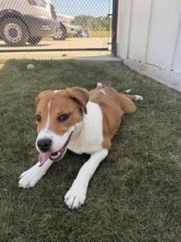 Fawn (Bailey) -  Foxhound and Mixed Breed Dog for Adoption in Daphne, Alabama - Fawn (Bailey) | PetCurious