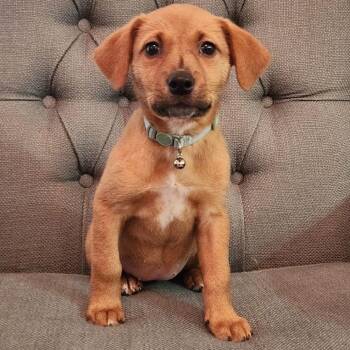 Retriever Dogs Available for Adoption - Mia | PetCurious