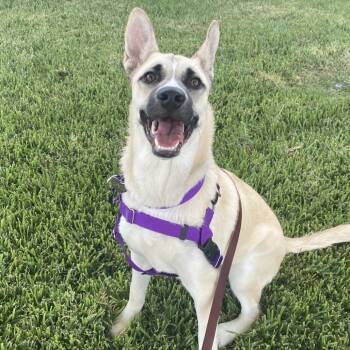 Rescue Mixed Breed Dogs for Adoption in Los Angeles, California - Raccoon | PetCurious