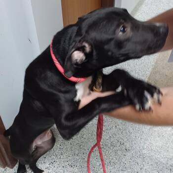 Homer -  Mixed Breed Dog for Adoption in Springboro, Ohio - Homer | PetCurious