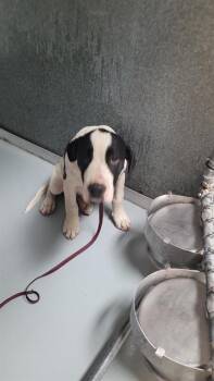 CHAMP -  Staffordshire Bull Terrier Dog for Adoption in St. Cloud, Florida - CHAMP | PetCurious