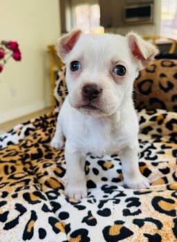 Chihuahua and Mixed Breed Dogs Available for Adoption in Los Angeles, California - Pansy | PetCurious