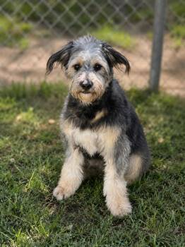 Honey -  Terrier Dog for Adoption in Albuquerque, New Mexico - Honey | PetCurious