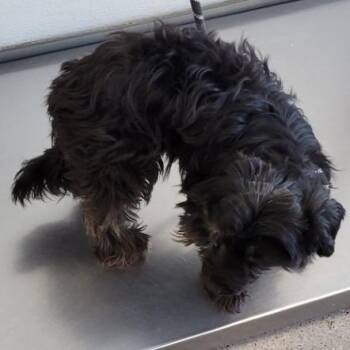 Tiny -  Mixed Breed Dog for Adoption in Las Cruces, New Mexico - Tiny | PetCurious