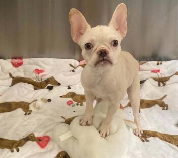 NOVA -  French Bulldog Dog for Adoption in Tustin, California - NOVA | PetCurious