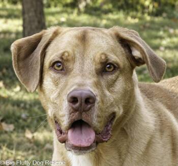 Rocky -  Yellow Labrador Retriever Dog for Adoption in Nashville, Tennessee - Rocky | PetCurious