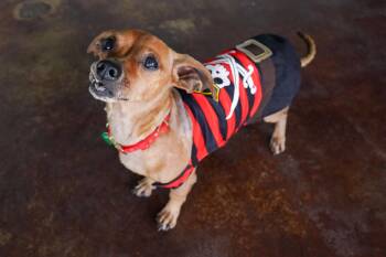 Rescue Dachshund Dogs for Adoption in San Antonio, Texas - Freddy | PetCurious