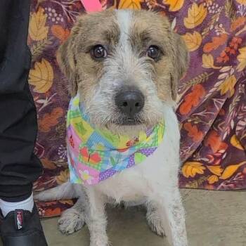 Artemis -  Parson Russell Terrier Dog for Adoption in Williston, Vermont - Artemis | PetCurious