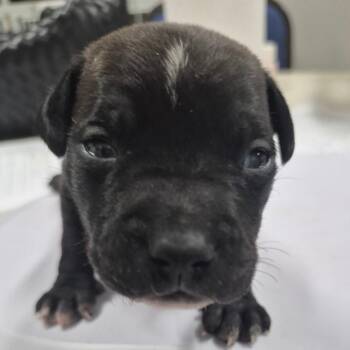 Boxer and Dachshund Dogs Available for Adoption - Bodhi | PetCurious