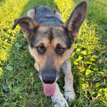 Shep -  German Shepherd Dog Dog for Adoption in Meadow Lake, Saskatchewan - Shep | PetCurious