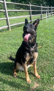 Nova -  German Shepherd Dog Dog for Adoption in Avondale, Pennsylvania - Nova | PetCurious